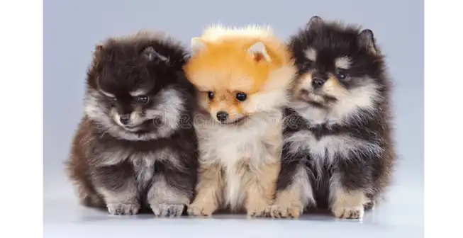 Pomeranian Dynasty